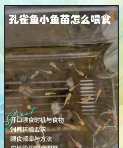 鱼苗的养殖方法和注意事项 鱼苗的养殖方法和注意事项