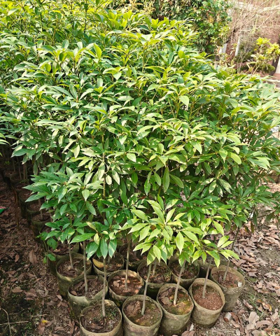 金丝楠木树苗适合哪些地方种植 金丝楠木树苗适合哪些地方种植