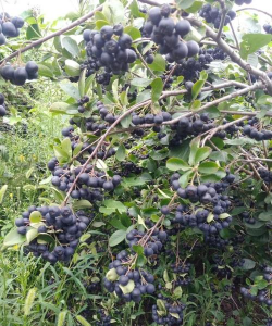 黑果花楸有哪些品种 黑果花楸有哪些品种