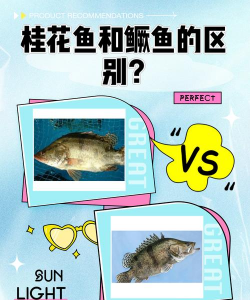 鳜鱼和桂鱼的区别是什么 鳜鱼和桂鱼的区别是什么