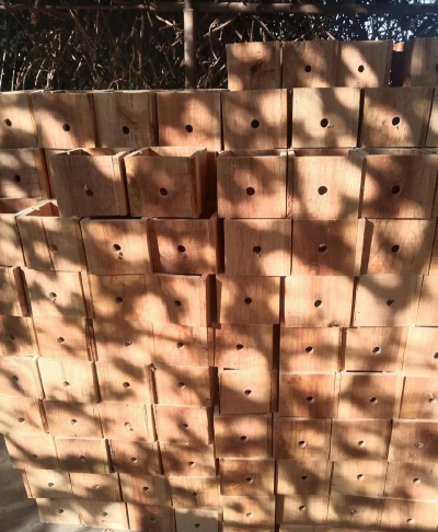 胡蜂养殖方法与注意事项 胡蜂养殖方法与注意事项