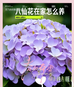 八仙花的养殖方法和注意事项 八仙花的养殖方法和注意事项