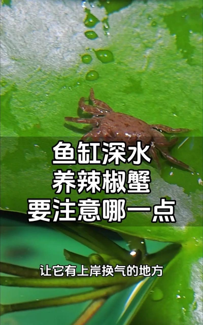 辣椒蟹养殖方法和注意事项 辣椒蟹养殖方法和注意事项