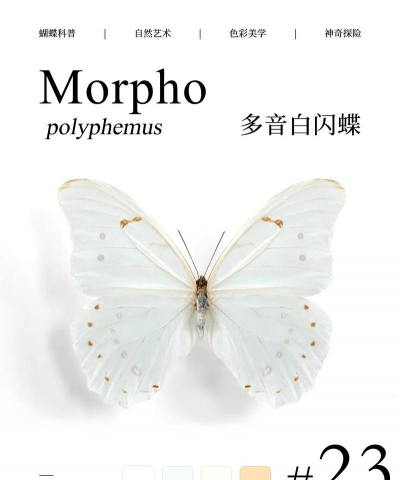 白色的蝴蝶是什么 白色的蝴蝶是什么