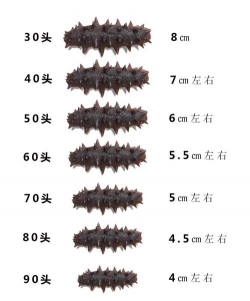 大连海参多少钱一斤 大连海参多少钱一斤