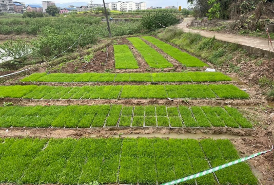 旱稻怎么种植怎么管理 旱稻怎么种植怎么管理