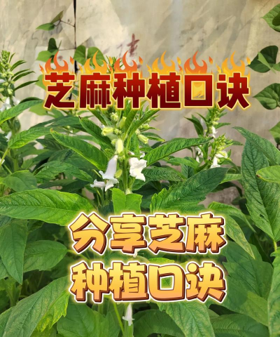 芝麻怎么种植怎么浇水 芝麻怎么种植怎么浇水