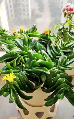 酸性土壤适合种植什么植物 酸性土壤适合种植什么植物