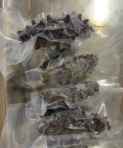 2024年正宗海参一斤多少钱 2024年正宗海参一斤多少钱