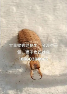 2024年地牯牛多少钱一斤 2024年地牯牛多少钱一斤