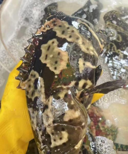 大黄鱼多少钱一斤 大黄鱼多少钱一斤