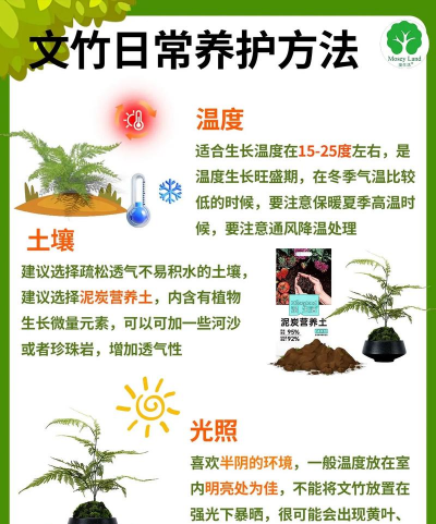 文竹怎么养怎么种植 文竹怎么养怎么种植