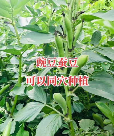 豌豆怎么种植怎么管理 豌豆怎么种植怎么管理