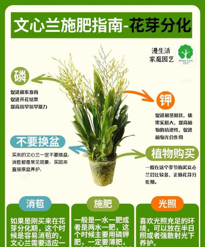 兰花怎么浇水怎么种植 兰花怎么浇水怎么种植