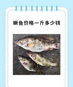 桂鱼多少钱一斤 桂鱼多少钱一斤
