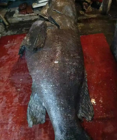 龙趸鱼多少钱一斤 龙趸鱼多少钱一斤