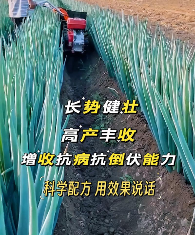 大葱最忌讳的肥料 大葱最忌讳的肥料