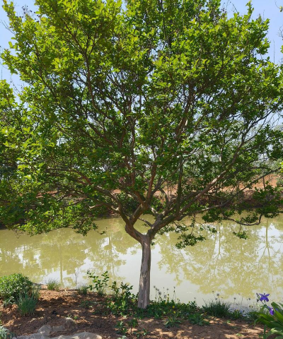 水田适合种什么树 水田适合种什么树