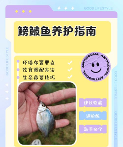 白鹡鸰的养殖方法与注意事项 白鹡鸰的养殖方法与注意事项