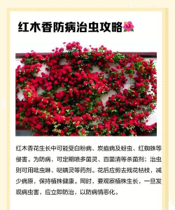 木香怎么种植方法 木香怎么种植方法