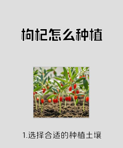 枸杞苗木怎么种植 枸杞苗木怎么种植
