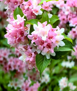 锦带花的养殖方法和注意事项 锦带花的养殖方法和注意事项