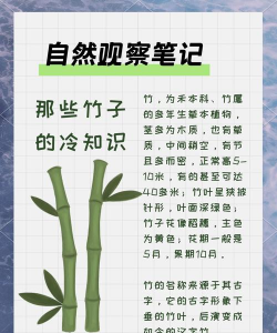 竹子的特性 竹子的特性