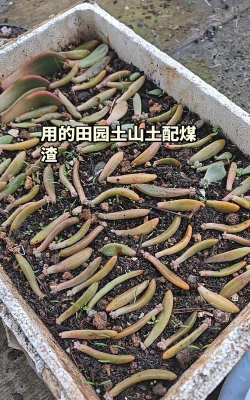 煤渣上种什么能生长 煤渣上种什么能生长