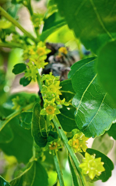枣花什么季节开花 枣花什么季节开花