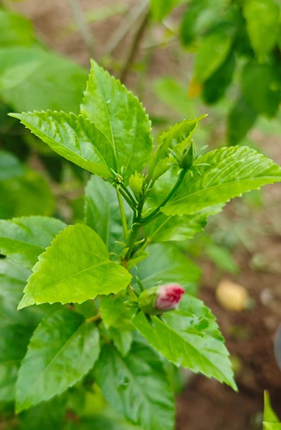 扶苏是什么植物 扶苏是什么植物