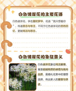 白色彼岸花的花语是什么 白色彼岸花的花语是什么