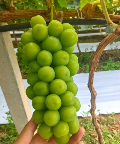 2024年阳光玫瑰葡萄多少钱一斤 2024年阳光玫瑰葡萄多少钱一斤