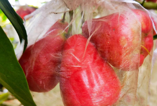 2024年莲雾多少钱一斤 2024年莲雾多少钱一斤