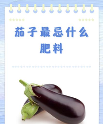 茄子最忌什么肥料 茄子最忌什么肥料