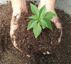 7天简易自制有机肥料 7天简易自制有机肥料