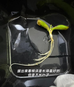 杏仁种植怎么种 杏仁种植怎么种