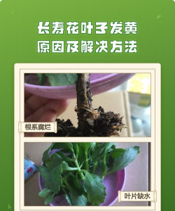 长寿花叶发黄什么原因 长寿花叶发黄什么原因