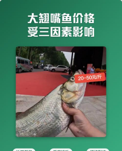 2024年翘嘴鱼多少钱一斤 2024年翘嘴鱼多少钱一斤