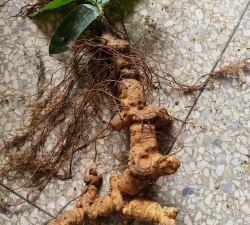 2024年黄精多少钱一斤 2024年黄精多少钱一斤