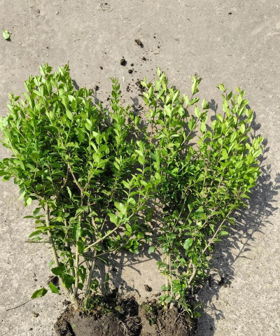 水蜡是个什么植物 水蜡是个什么植物