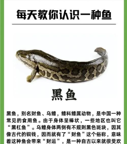 2024年黑鱼多少钱一斤 2024年黑鱼多少钱一斤