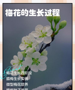 梅花什么时间种植 梅花什么时间种植