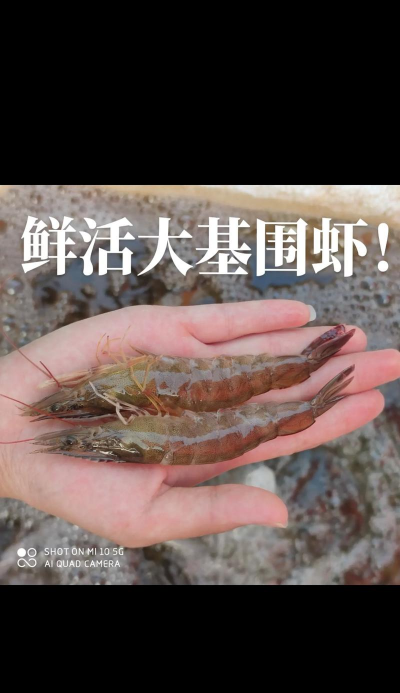 2024年基围虾多少钱一斤 2024年基围虾多少钱一斤