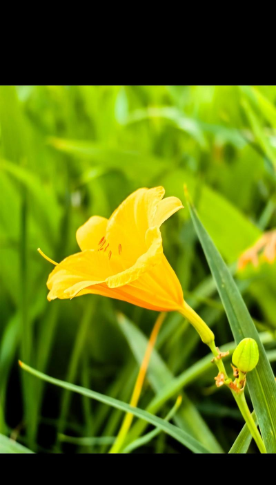 夏花是什么意思 夏花是什么意思