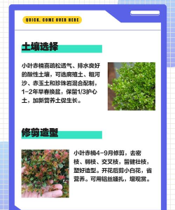 小叶赤楠好养吗养殖方法和养护要点 小叶赤楠好养吗养殖方法和养护要点