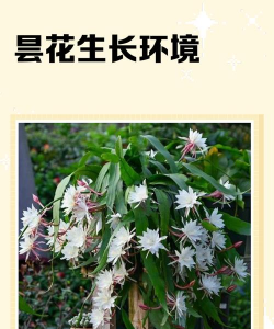 昙花的生长环境及生长地方条件 昙花的生长环境及生长地方条件