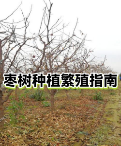 枣树怎么种植繁殖 枣树怎么种植繁殖