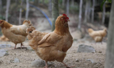 2024年鸡肉多少钱一斤 2024年鸡肉多少钱一斤