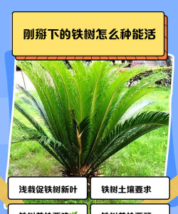 铁树种怎么种植 铁树种怎么种植