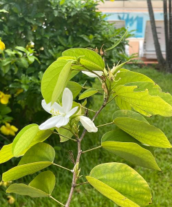 无花瓣花有哪些 无花瓣花有哪些